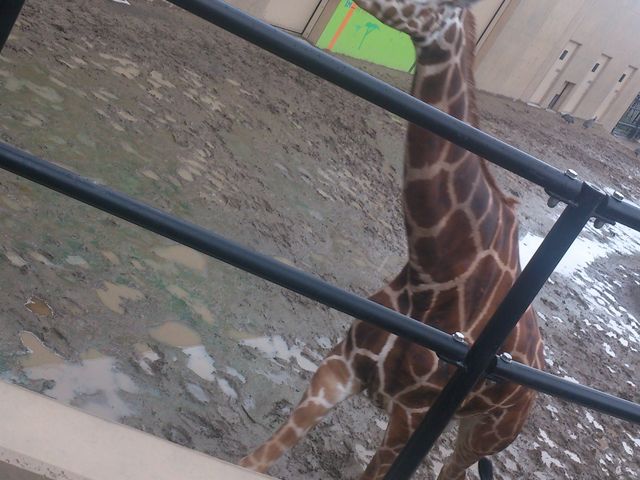 ���R������