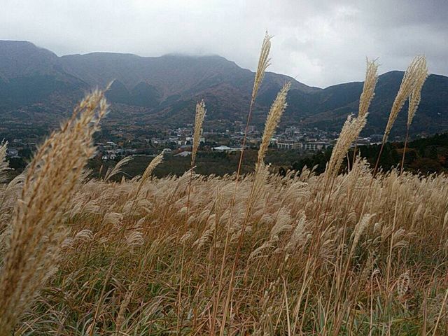 �X�X�L�z���̖��_���x_��Ό�����