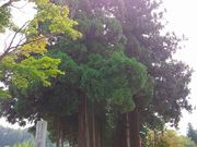 masabon̊ڎRRQ̕؂̓eʐ^1