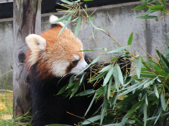 ���R������