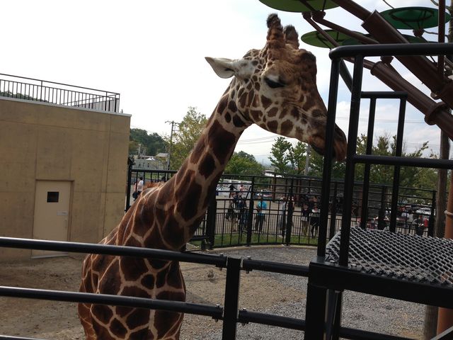 �L��������_���R������