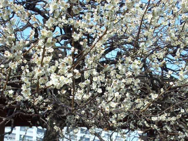 �炫�ւ锒�~_�����V���{