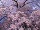獅子次郎さんの三春滝桜の投稿写真1