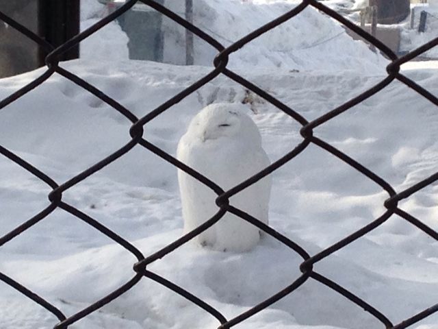 �V���t�N���E_���R������