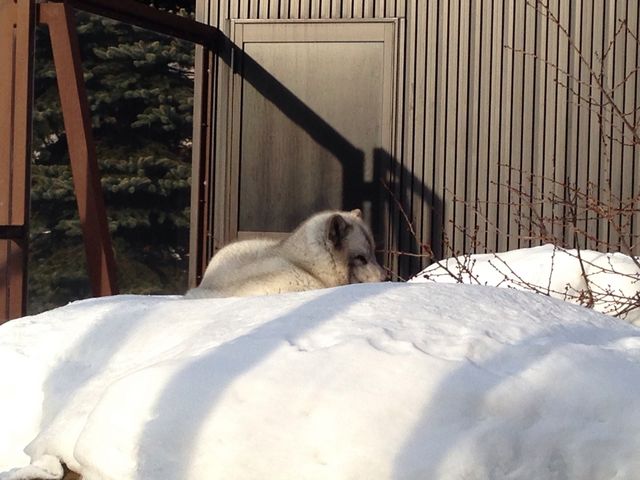 �V���L�c�l_���R������