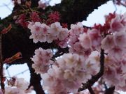 �����}�}����̂����ݍ��̓��e�ʐ^1