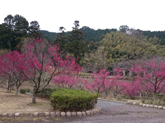 ���J�ł���_�{�ؐ쎩�R���� �ق���̗�