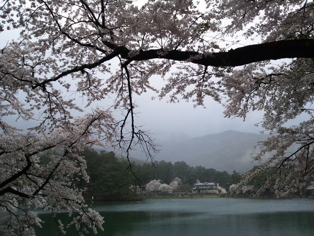 雨で山は良く見えませんでした。_中央アルプス県立千人塚公園の桜