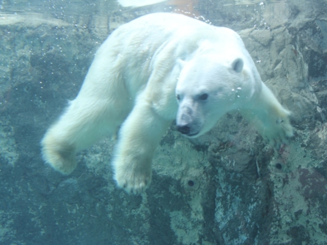 ���������^�C���ł̔�����
�����ɗ��Ƃ��ꂽ�����𓾈ӂ̉j���Ŋl��p�B_���R������