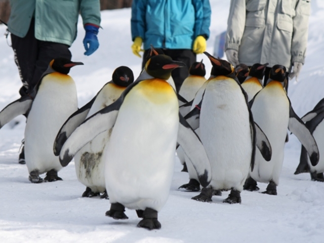 �y���M���̎U��_���R������