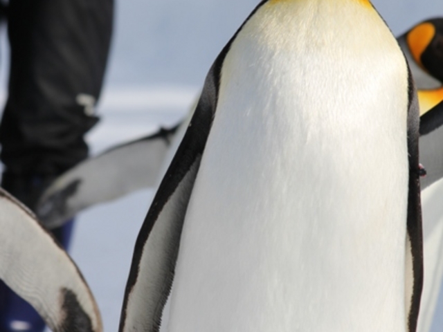 �y���M���̎U��_���R������