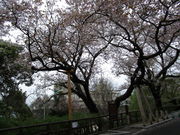 ����҂�����̃q���V�}�G�o���}�U�N���̓��e�ʐ^4