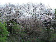 ����҂�����̃q���V�}�G�o���}�U�N���̓��e�ʐ^5