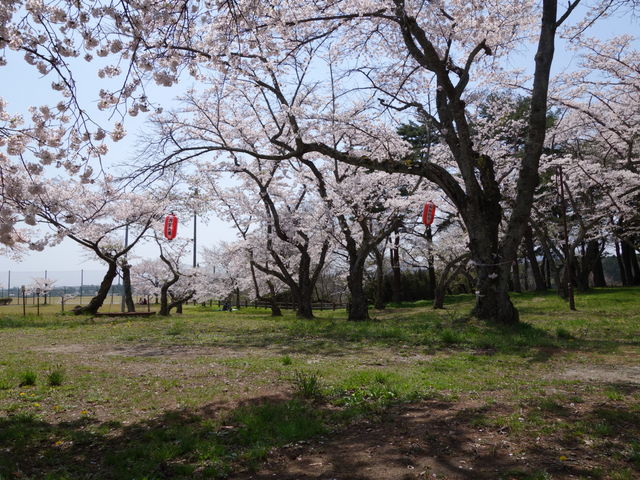 大衡中央公園の桜 アクセス 営業時間 料金情報 じゃらんnet