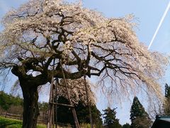 ムクさんの外大野のしだれ桜への投稿写真1