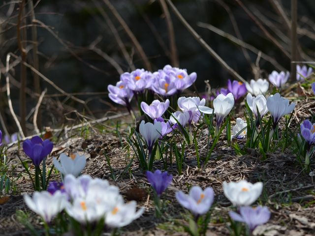 �N���b�J�X�����C�ɉԊJ���Ă܂����i�f15/04/02�j_�~�R����