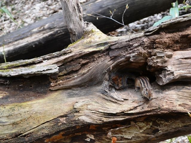 �V�}���X��������C�Ɋ����J�n�I�@('15/04/28)_�~�R����