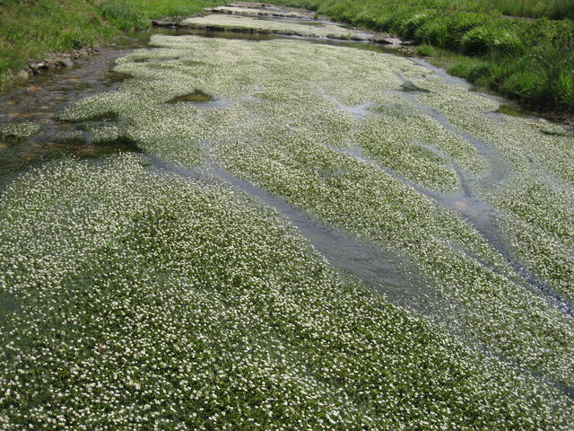 ЂȂ̓cÑoCJi~ԑj̓eʐ^1