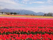 �߂��ۂ񂳂�̌ܐ�s�̃`���[���b�v�̓��e�ʐ^1