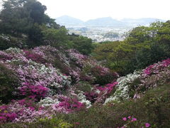 フナ夫さんの須恵町立皿山公園の投稿写真1