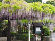 ̂肽܎R̗ѐ򎛂̃tW̓eʐ^1