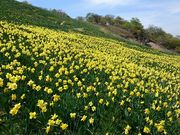 mikipon̂т΃oC̐̓eʐ^1