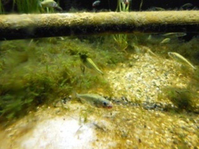 �A�N�A�}�������Ȃ킵��J���Z�~������