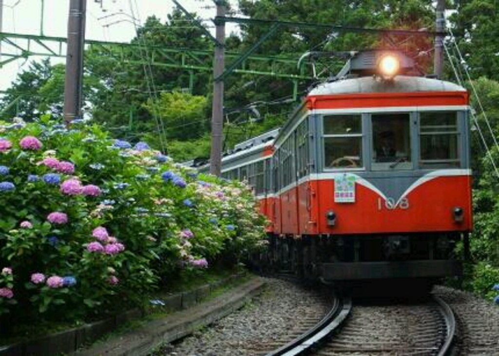 箱根登山鉄道沿線のアジサイ