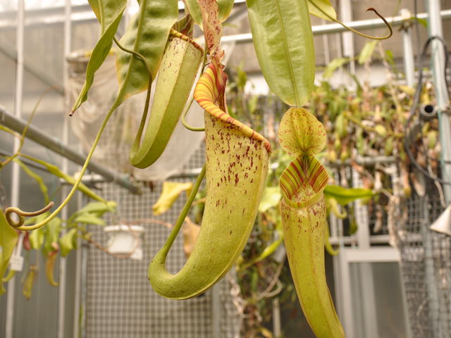 �H���A�����������܂����B_�k�C����w�A����