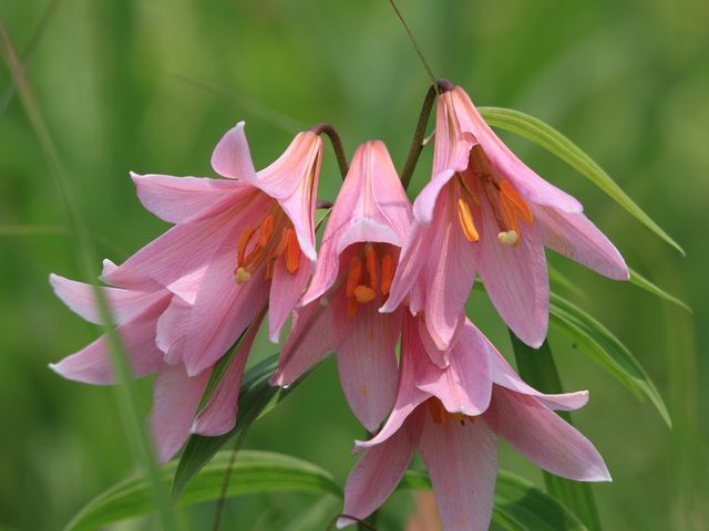 ���������R�����Ђ߂����Q���n