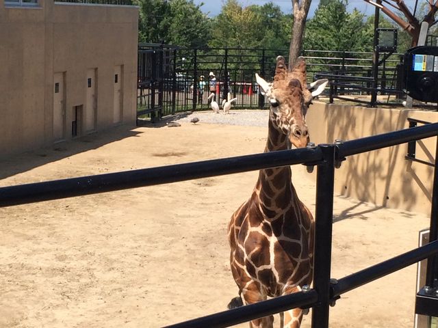 �����_���R������