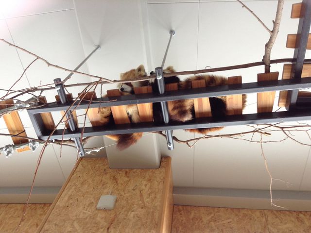 ���b�T�[�p���__�~�R������