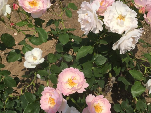 �~�������΂牀