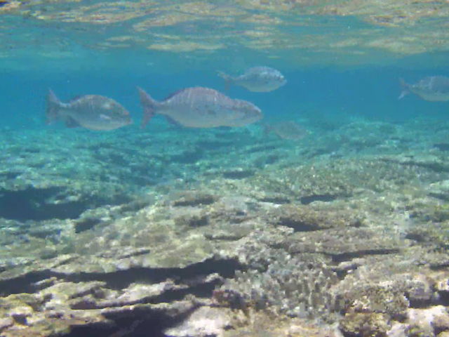 �C�̒�_���\��