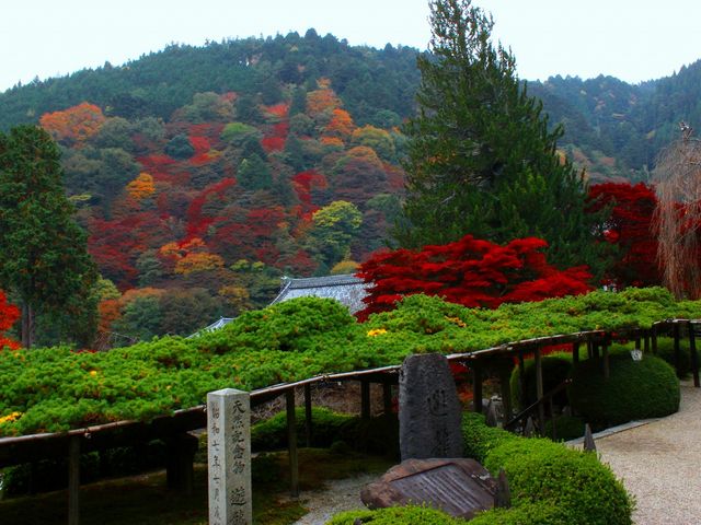 �ܗt���Ŏ���600�N�ȏ�A�S��37m�@�V���̏�_�P����