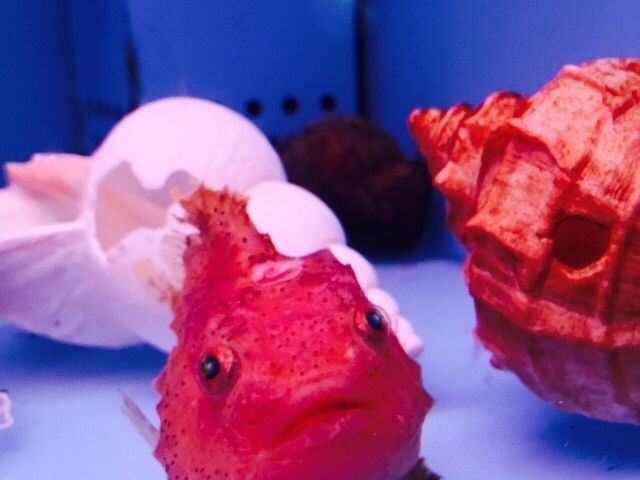 ���O�Y�ꂽ���ǋ�_�I�z�[�c�N���X��