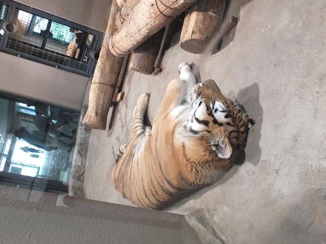 �Q�Ă�g��_�~�R������