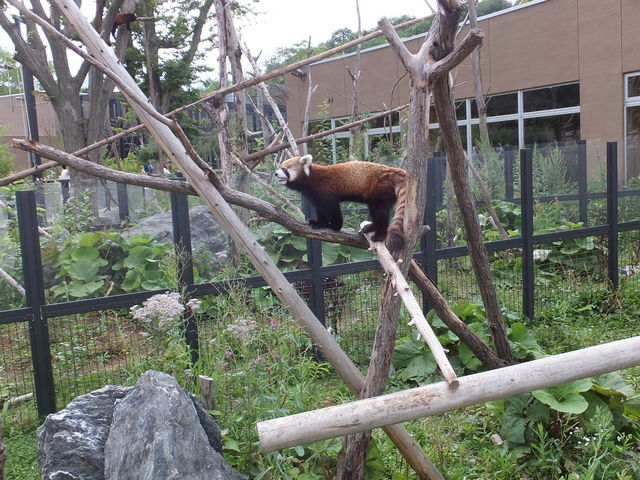 ���b�T�[�p���__�~�R������