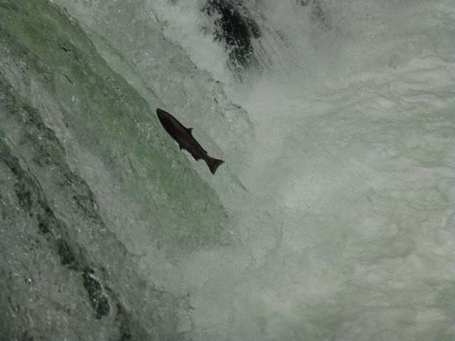 ���������̃T�N���}�X���k�サ�Ă��܂��B������������܂���I�I�I_������̑�