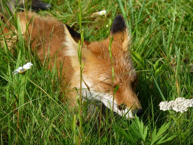 �A�蓹�A���̏�ŁA���̗l�ɓ����ڂ�������L�^�L�c�l�𔭌��i�΁I�i���O���j_�F�̓�