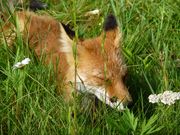 pilgrimeřF̓̓eʐ^5