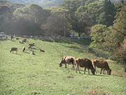 gogoNEWS̐_Öq̓eʐ^3