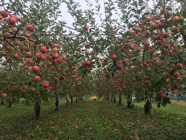 �ӂ��ł��I_�������񂲍͔|�_��