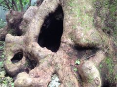 J̎񗢋钬̑AJMւ̓eʐ^1