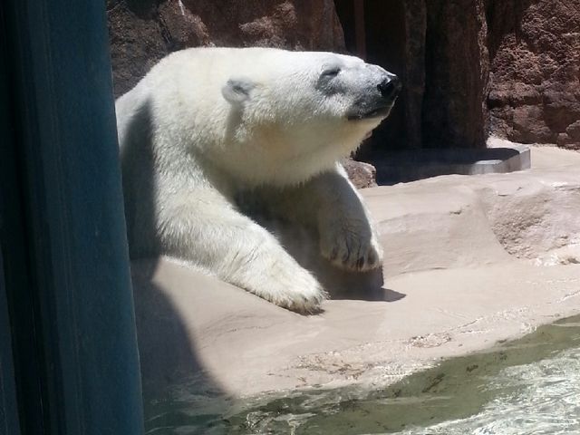 �V���N�}�`_�É��s�����{��������