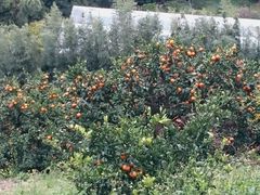 [̎ň_@ӂڂւ̓eʐ^1