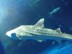 いおワールドかごしま水族館の写真一覧 - じゃらんnet