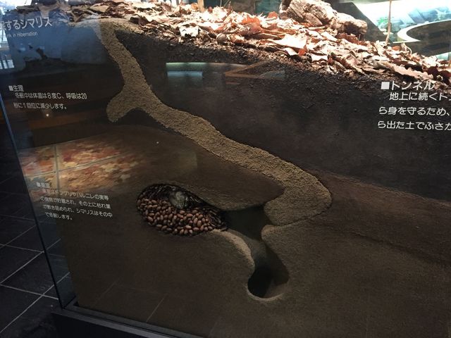 ������₷���S
���X�̓~���̗l�q�ł����ǁA�͌^���ƂĂ����A��_����s������