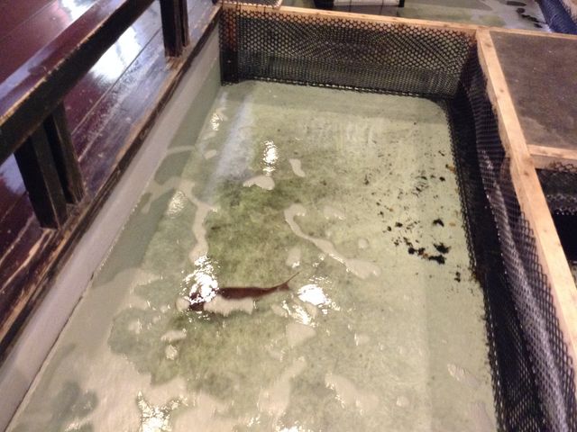 �����{�w
���m�������S���y�����v��8009-11_�����{�w