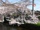 Sakamoto119さんの玉串川への投稿写真2